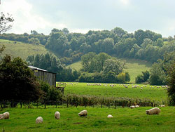 Passing through sheep pasture