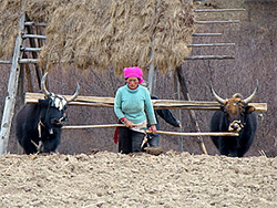 Tibetan farm woman  
