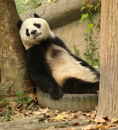 Mother panda resting