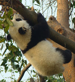 Dangling panda