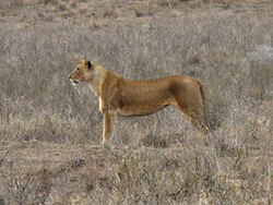 Lion Watching