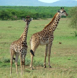 Mother and baby giraffes