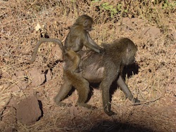 Mother baboon carrying her baby