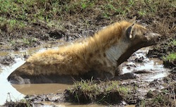 Ngorongoro hyena