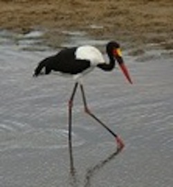Serengeti stork
