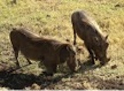 Warthogs Rooting