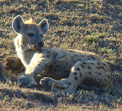 Masai Mara Hyena
