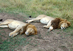 Sleeping lions