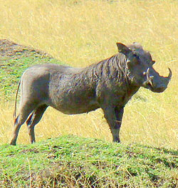 Proud warthog