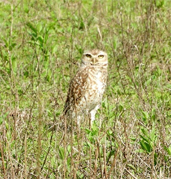 Boho owl, local resident 