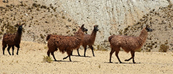 Llamas on the Argentine altiplano