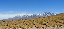 Vicuna grazing beneath volcanoes, Atacama Desert, Chile
