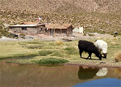 Vicunas and Andean house