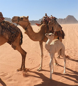 Baby camel and mom - Wadi Rum