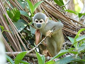 Amazonian monkey