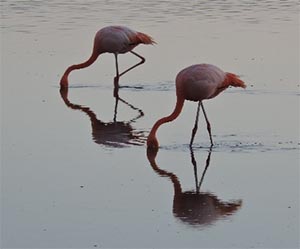 Floreana flamingos at sunset  