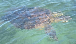Marine turtle swimming with us