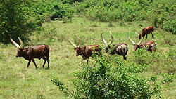 Uganda longhorn cattle