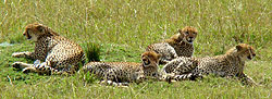 Cheetahs resting