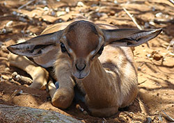 Two day old gerenuk