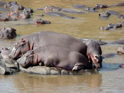 Hippos and babies