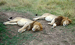 Male lions enjoying their rest
