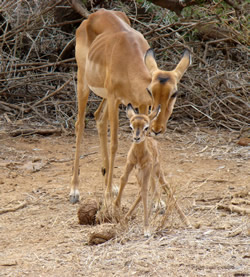 Newborn impala and mom