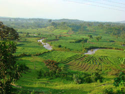 Uganda tea and banana farms