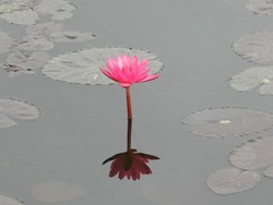 Lotus flower at Inle Lake