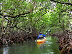 Kayaking among the mangroves