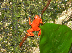 Tranquilo Bay's tiny red frog