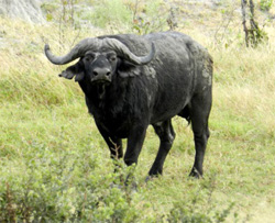 Old water buffalo