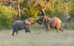  Young male elephants fighting