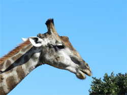 Giraffe preparing to munch