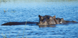 Hippos in lagoon