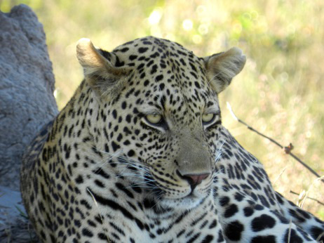 Leopard in the Okavango Delta
