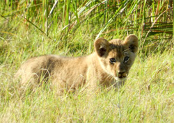 Lion cub hunting