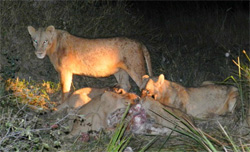Lion pride feeding at night