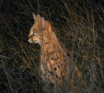 Rare Serval Cat