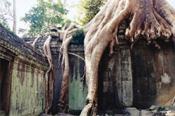 Ta Phrom, Angkor Wat
