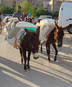 Fes-weary donkeys