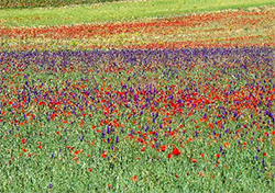 Poppy field in Morocco's Atlas Mountains